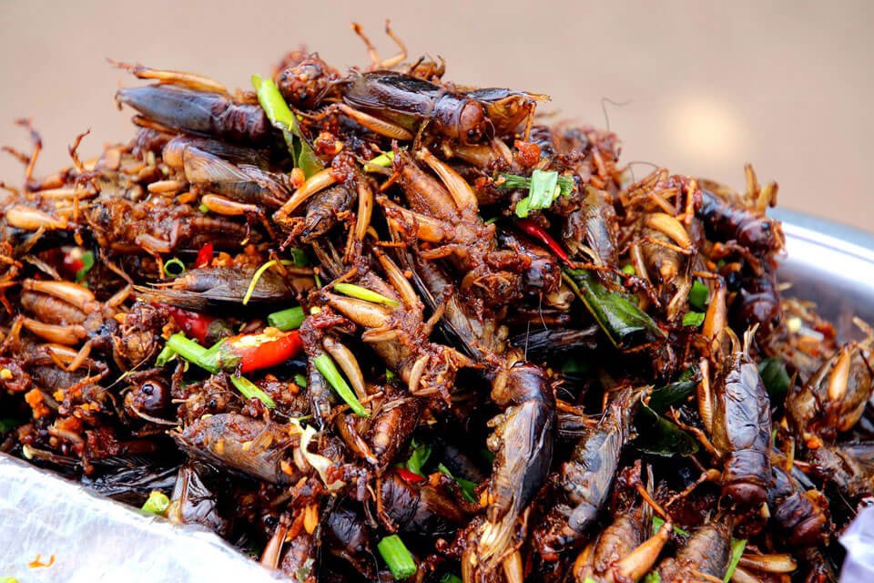 Fried cockroaches dish